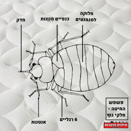 חלקי הגוף של פשפש המיטה