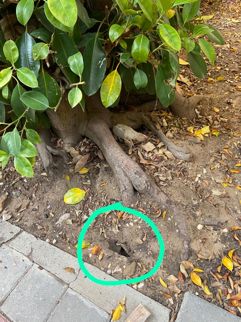 מחילות של חולדות בשורשים של עץ