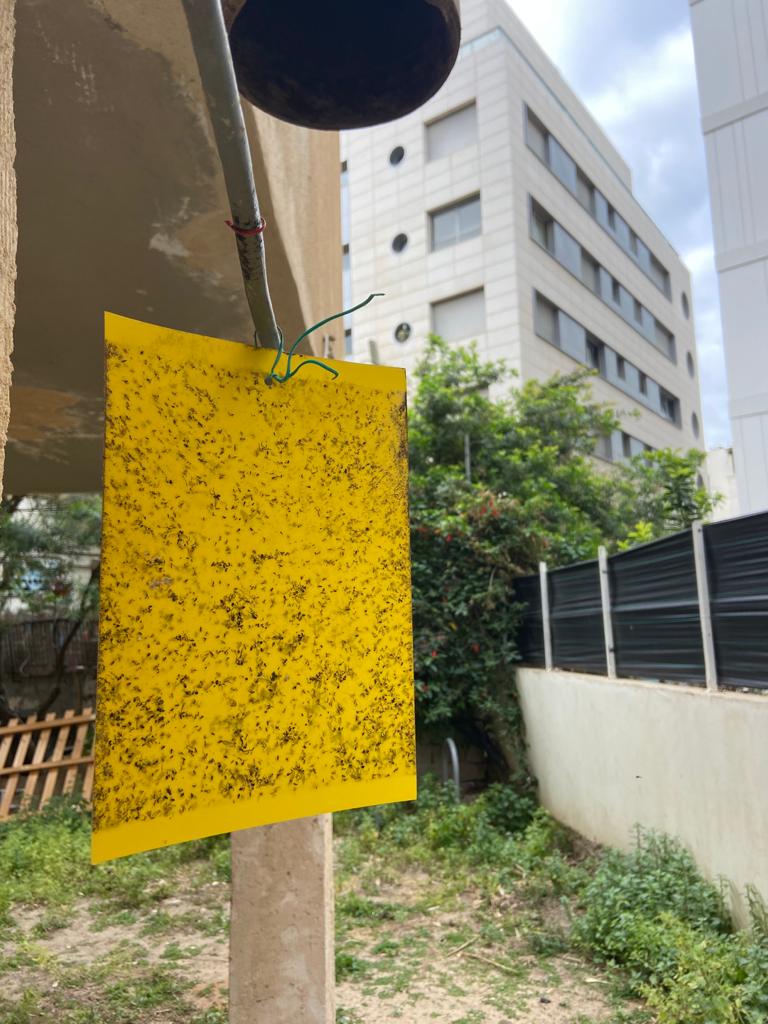 הדברה לפני אירוע
