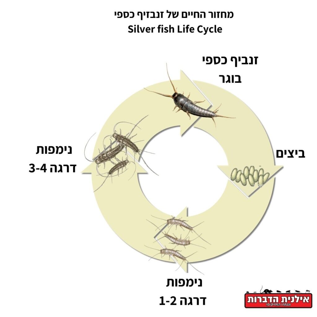 מחזור החיים של זנבזיף כספי