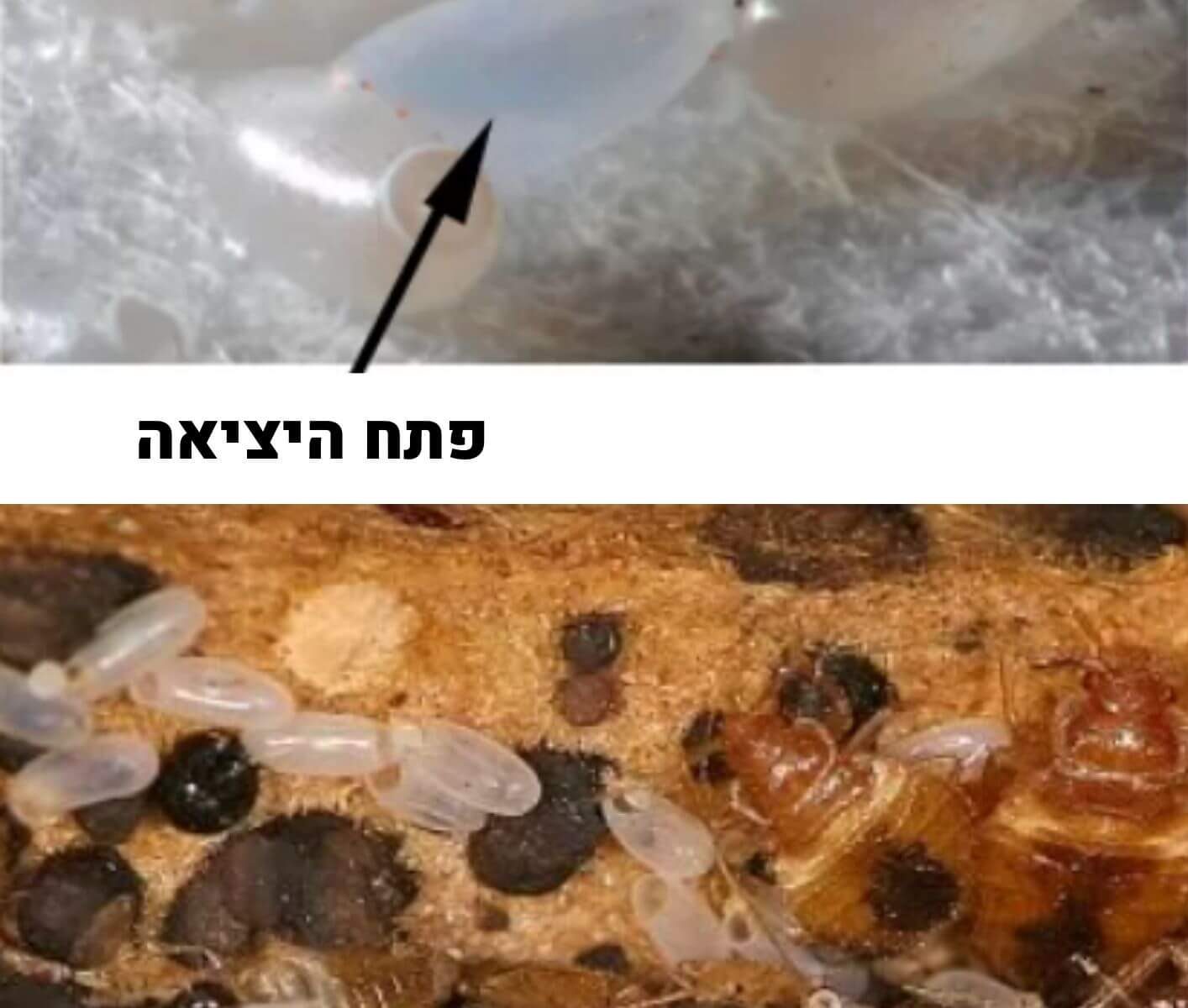 ביצים של פשפש מיטה