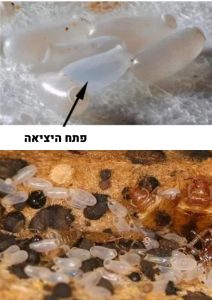 ביצים של פשפש מיטה