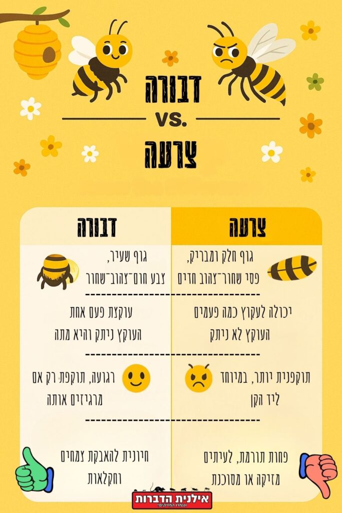מה ההבדל בין דבורה לצרעה