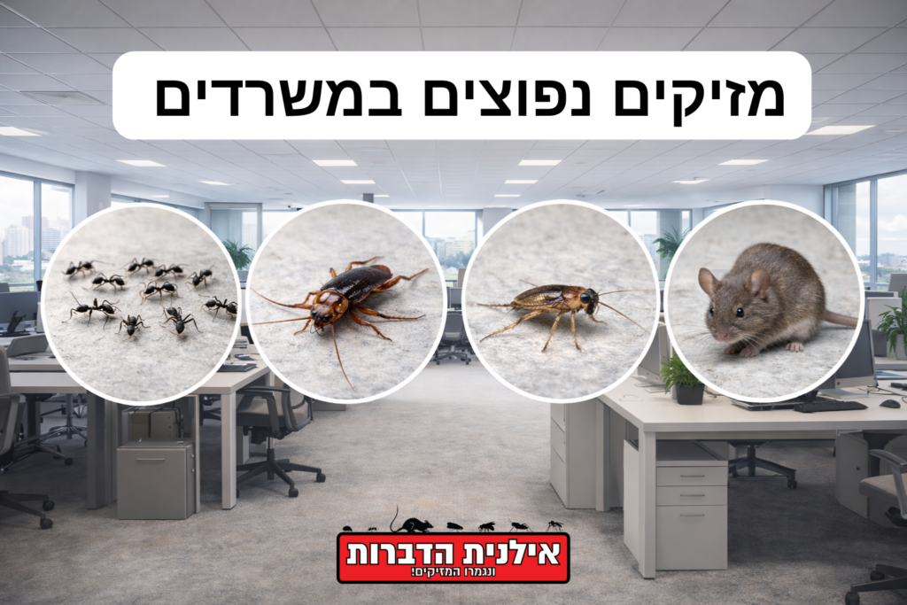 מזיקים נפוצים במשרדים