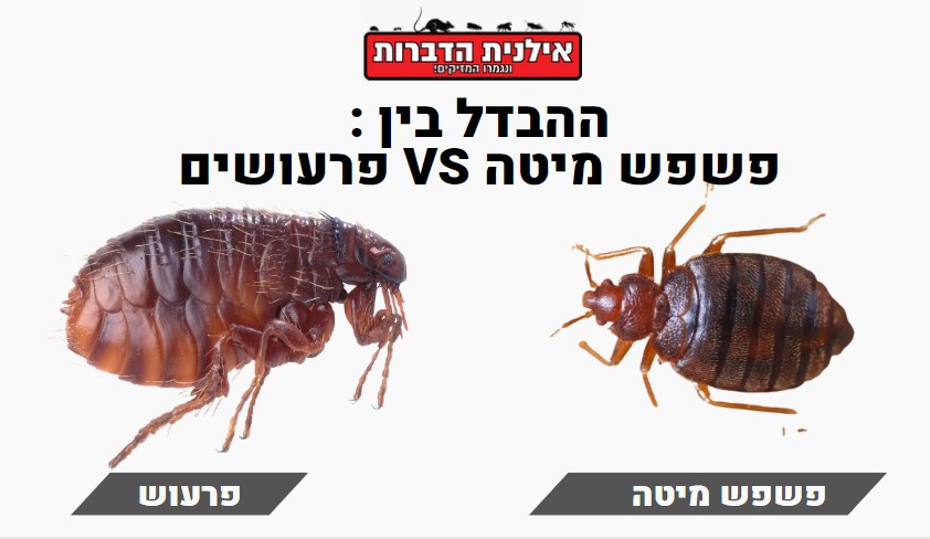 ההבדל בין פשפש מיטה לפרעושים