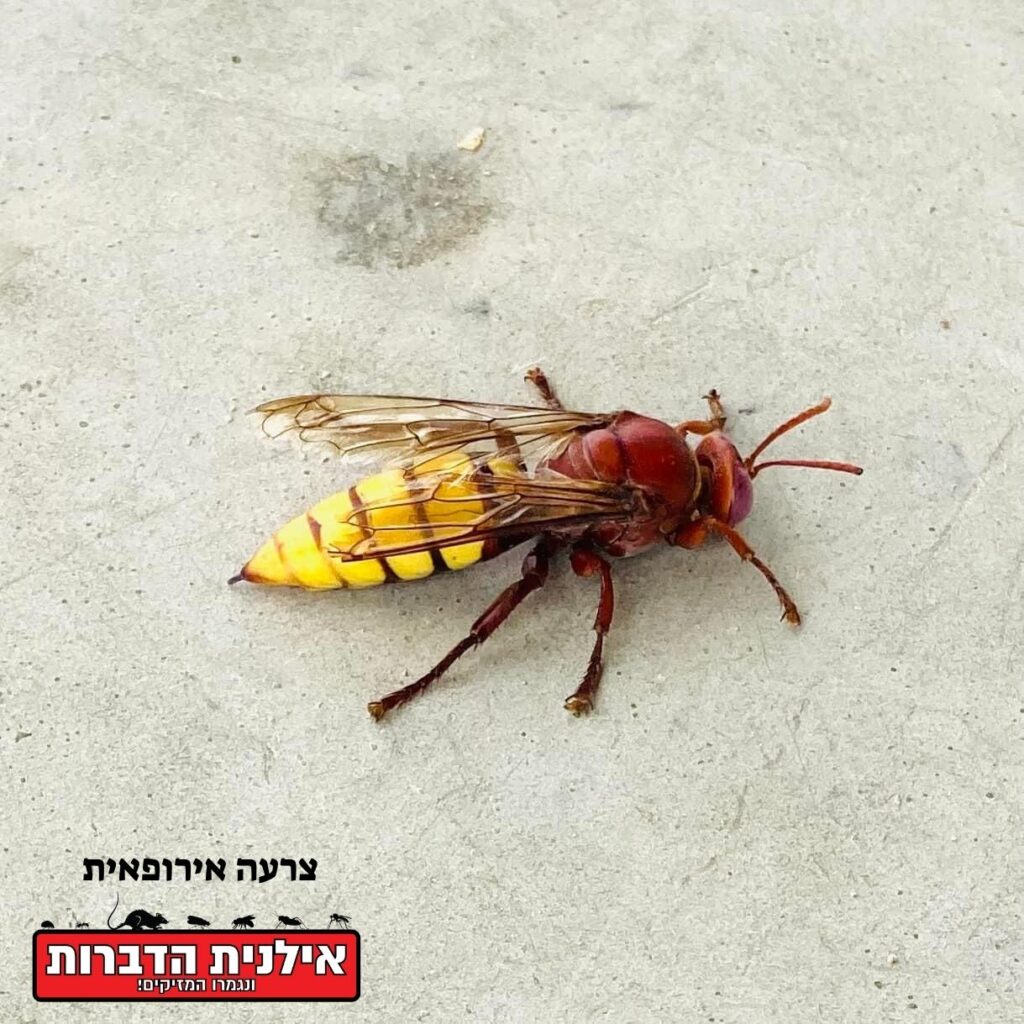 צרעה אירופאית