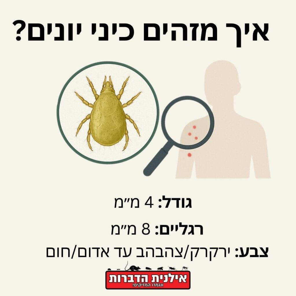 איך לזהות כיני יונים