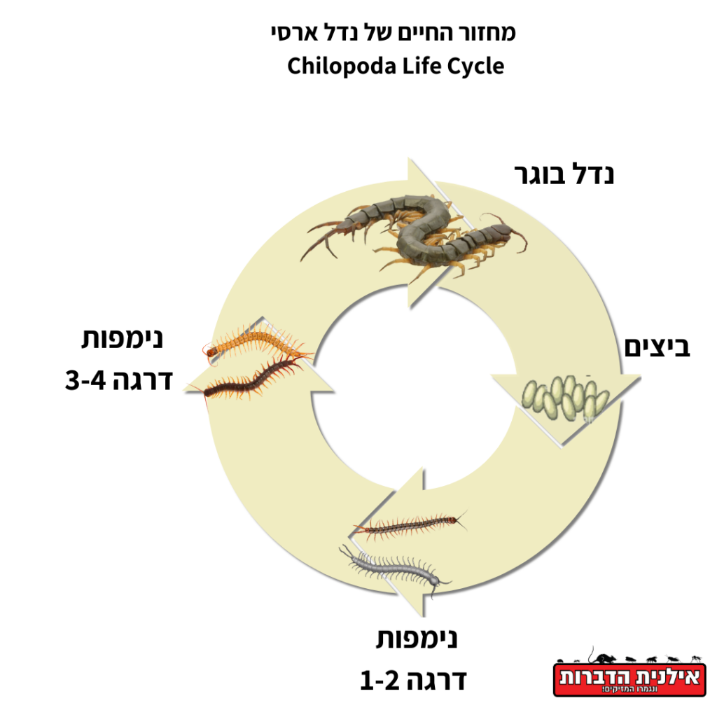 מחזור החיים של נדל ארסי Chilopoda Life Cycle