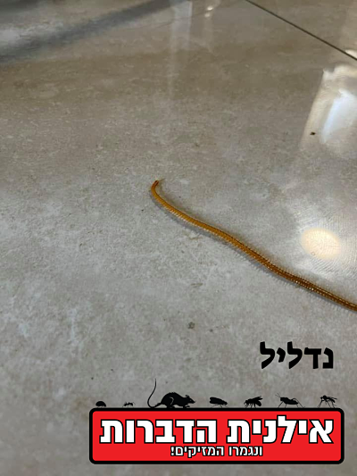 נדליל