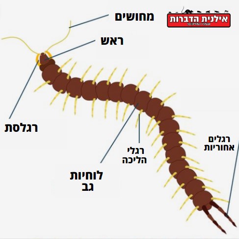 הָאַצְנַדל