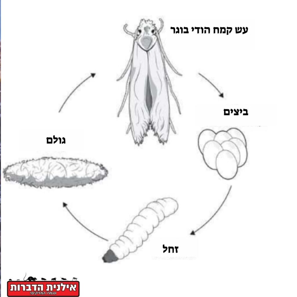 עש הקמח ההודי מחזור חיים