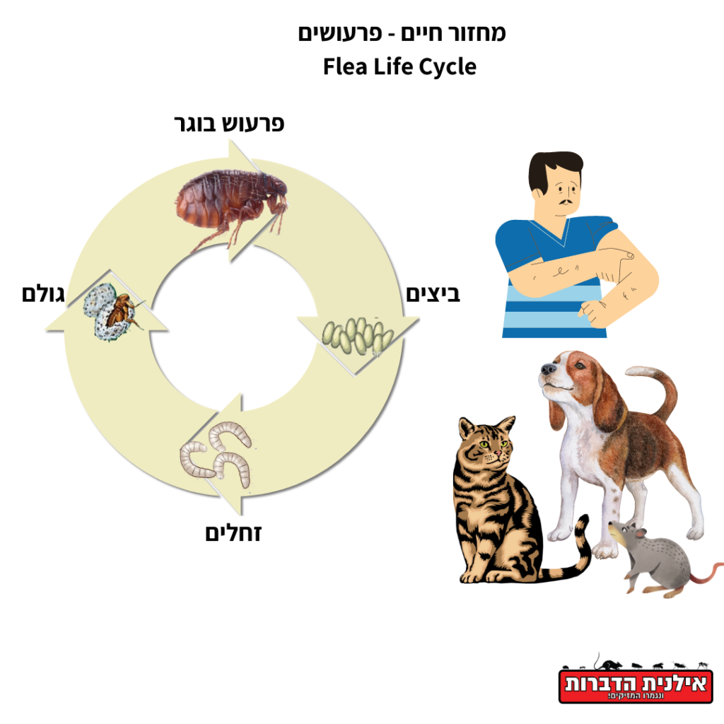 מחזור החיים של הפרעושים