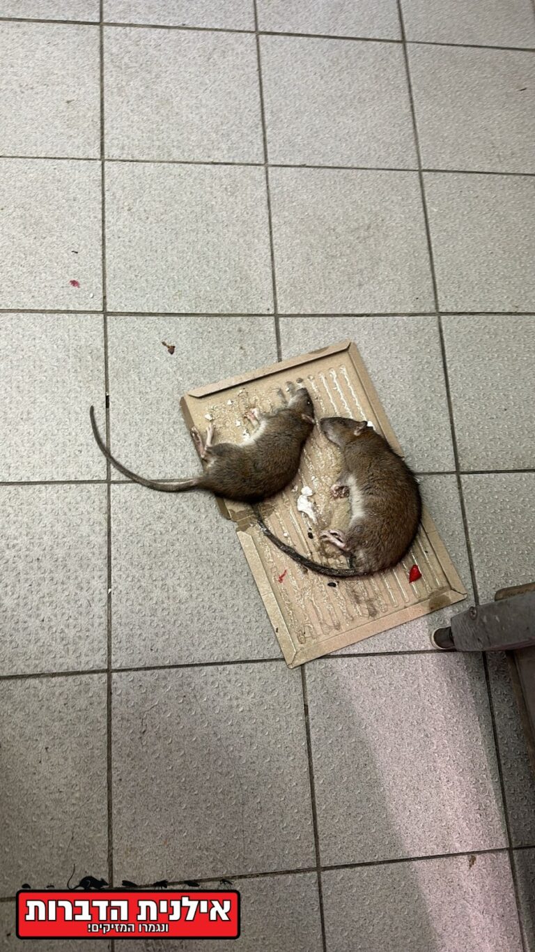 לכידת חולדה במטבח