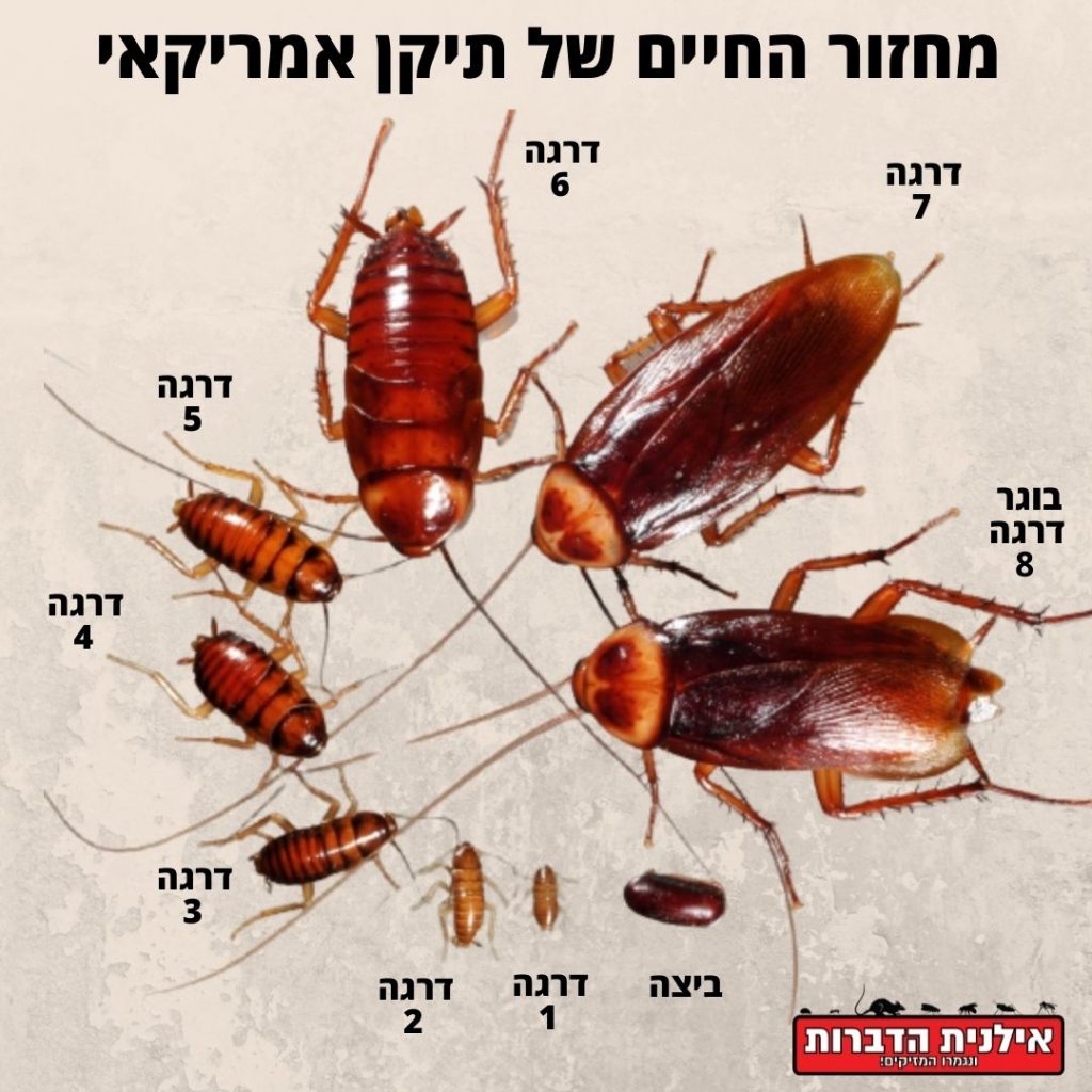 מחזור החיים של תיקן אמריקאי