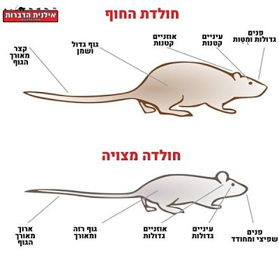 הבדלים בין סוגי חולדות