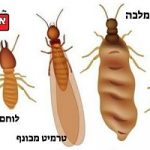 איך מזהים טרמיטים בבית