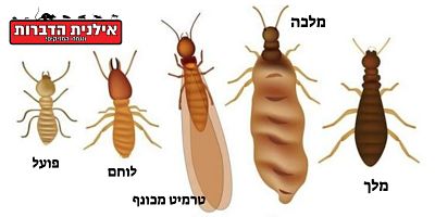 איך מזהים טרמיטים בבית