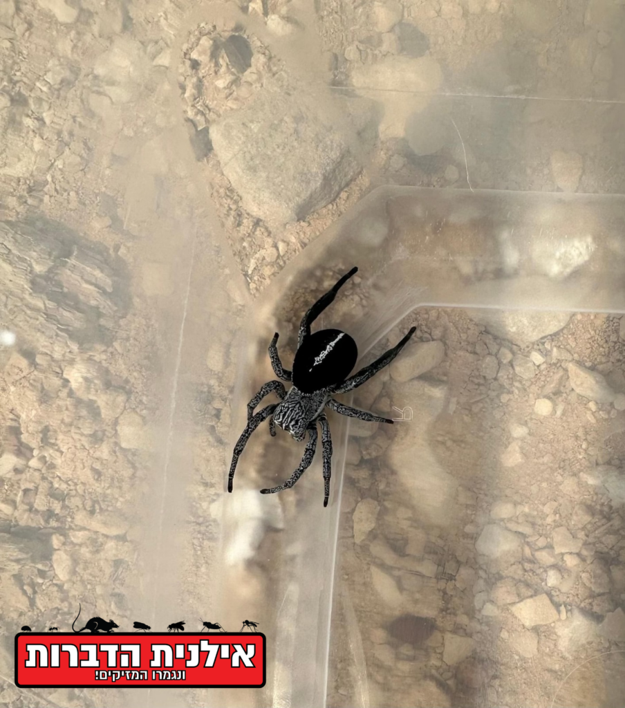 הדברה לעכבישים