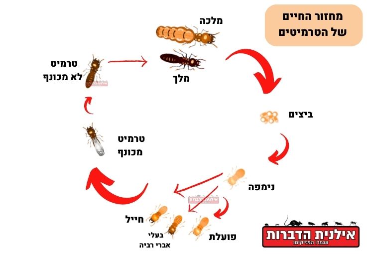 מחזור החיים טרמיטים