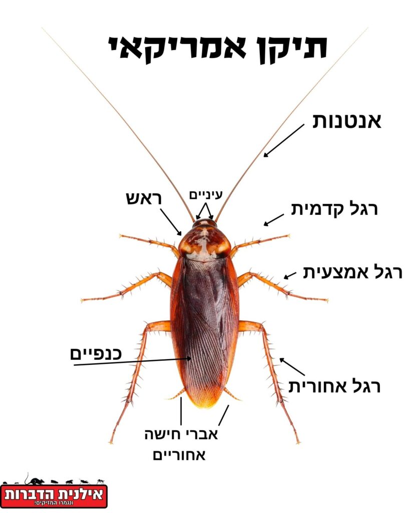 אנטומיה של תיקן אמריקאי