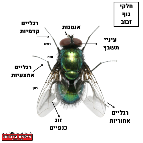 חלקי הגוף של הזבוב