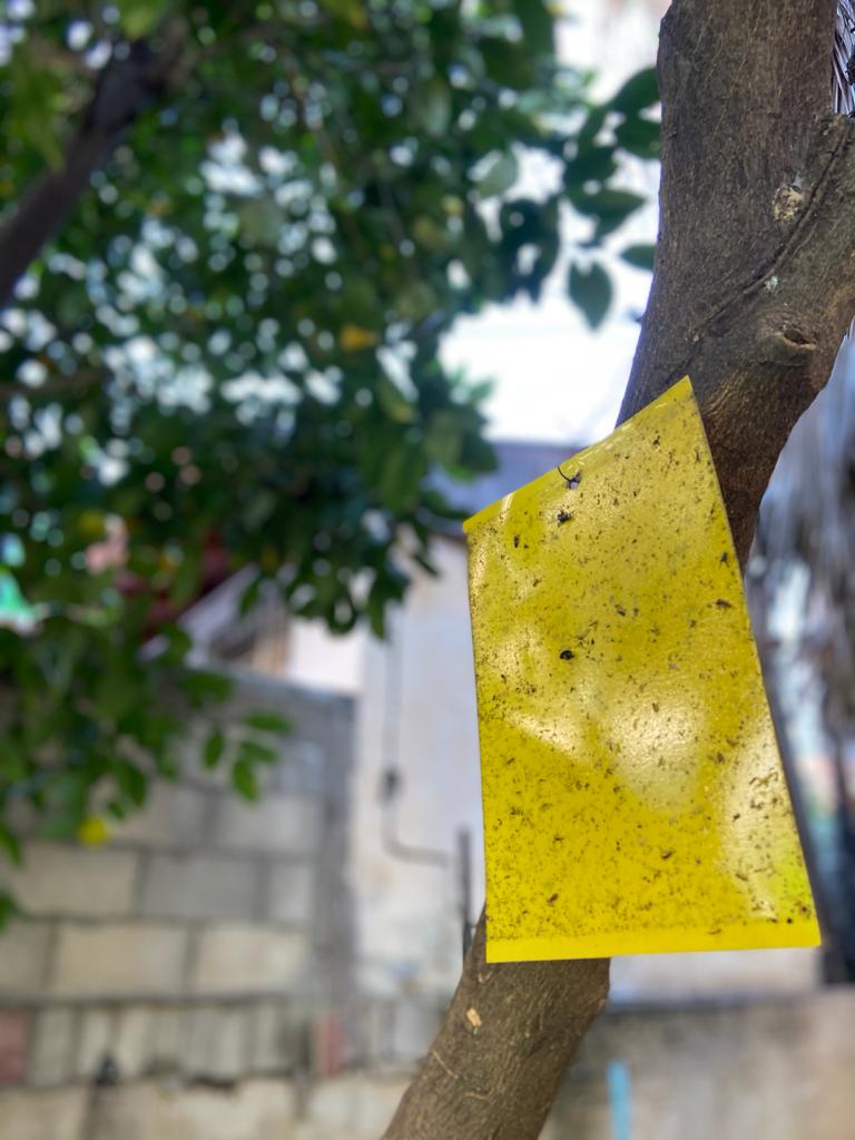 מלכודות ללכידת זבובים