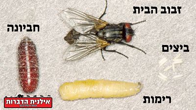 גלגול חיים של זבוב