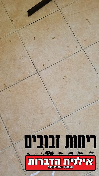 רימות במטבח