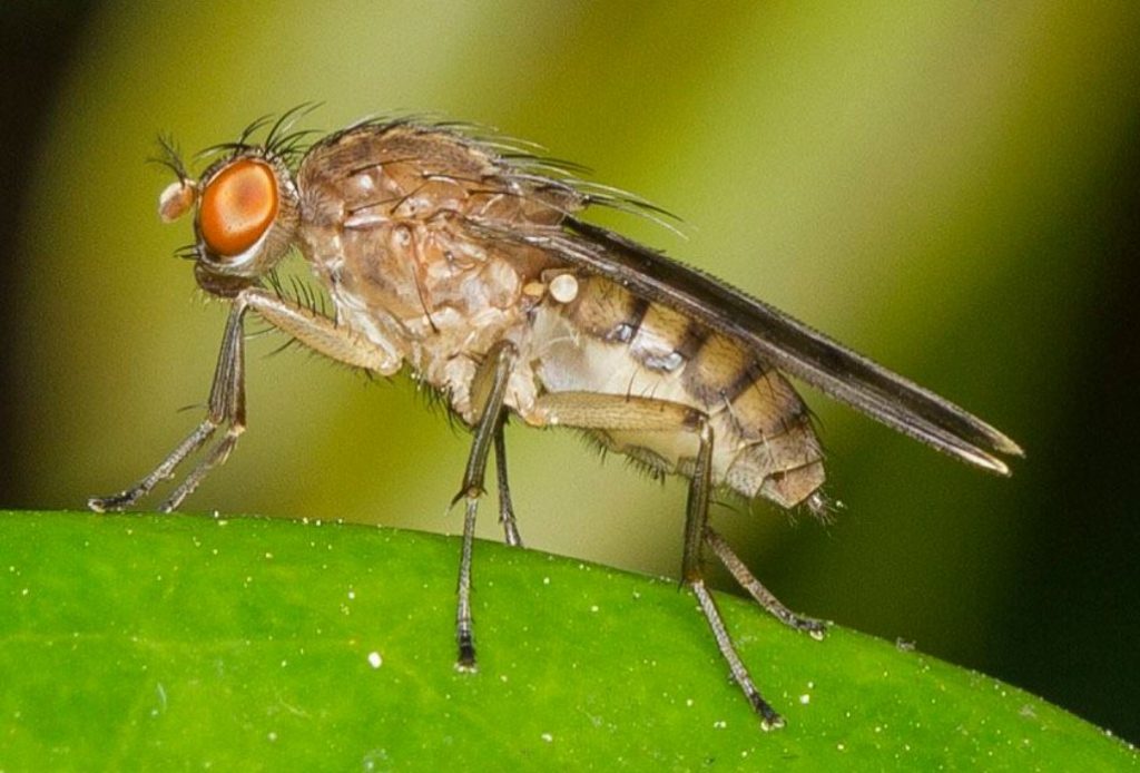 דרוזופילה (Drosophila)