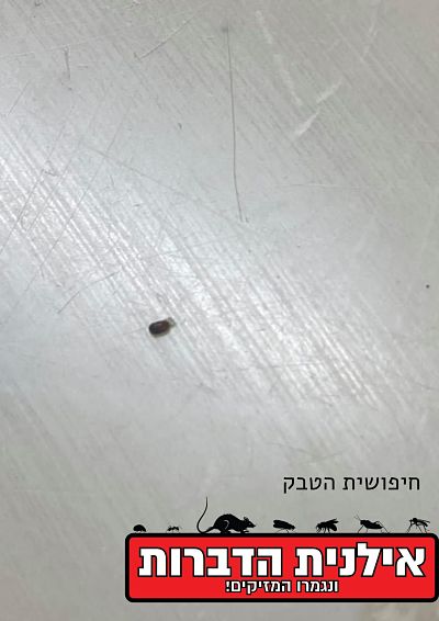 חיפושית הטבק
