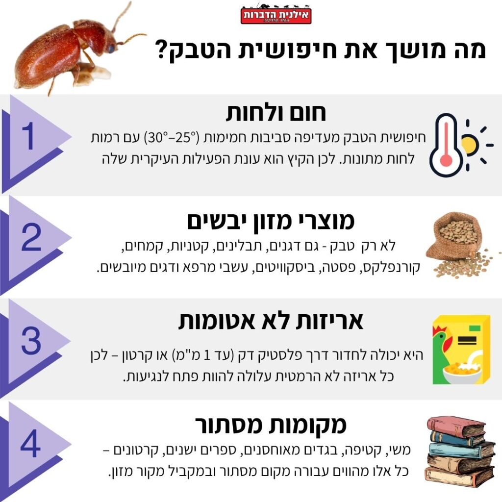 מה מושך את חיפושית הטבק
