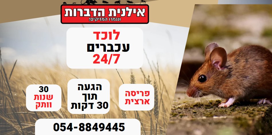 לוכד עכברים