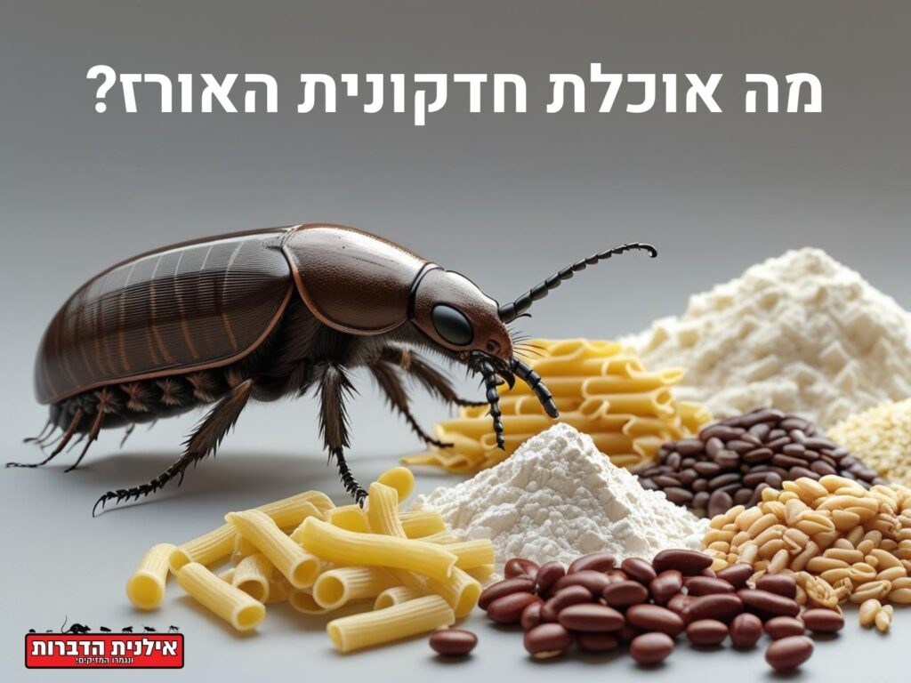 מה אוכלת חדקונית האורז
