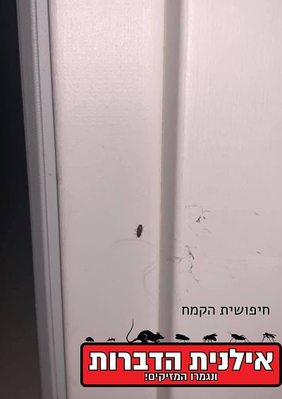 חיפושית הקמח