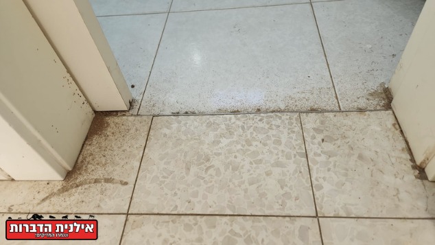 משקוף נגוע בטרמיטים