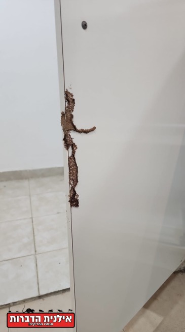 קן טרמיטים על דלת עץ
