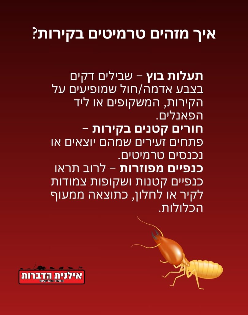 איך מזהים טרמיטים בקירות