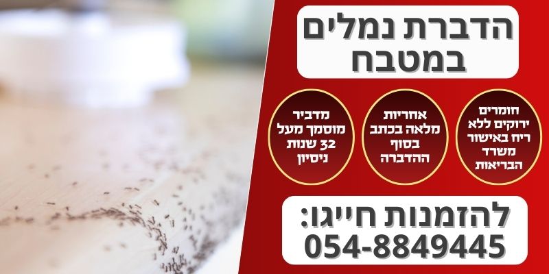 הדברת נמלים במטבח