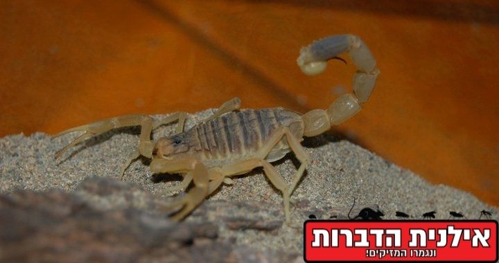 עקצן צהוב
