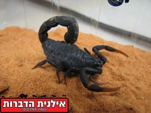 שחרן יהודה