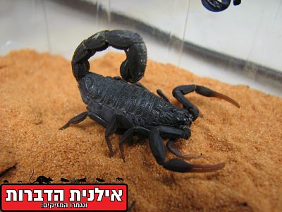 שחרן יהודה