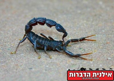 קטלן דו גוני
