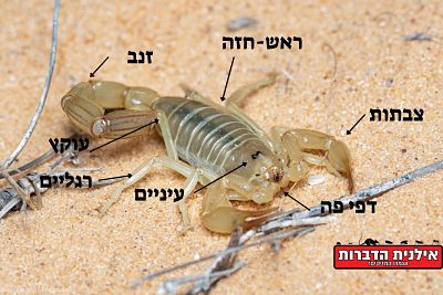 עקרב