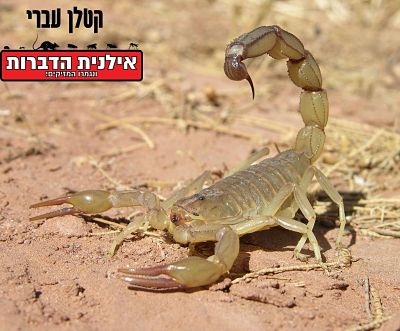 קטלן עברי
