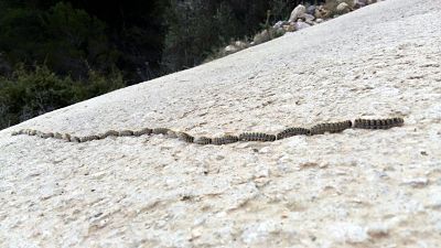תהלוכן האורן