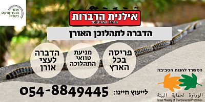 הדברת תהלוכן האורן
