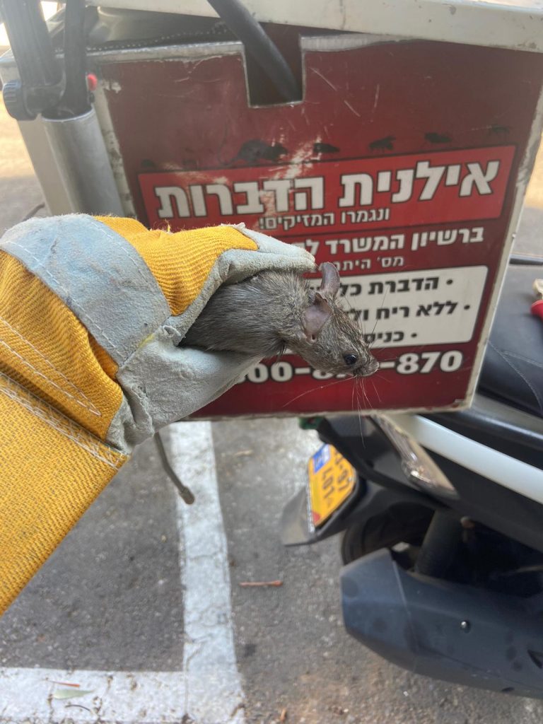 לכוד חולדות ועכברים