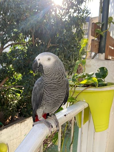 הדברה ידידותית לבעלי חיים