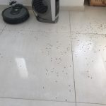 התפזרות טרמיטים על הרצפה