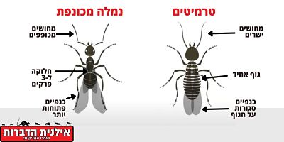 ההבדל בין נמלה מול טרמיטים